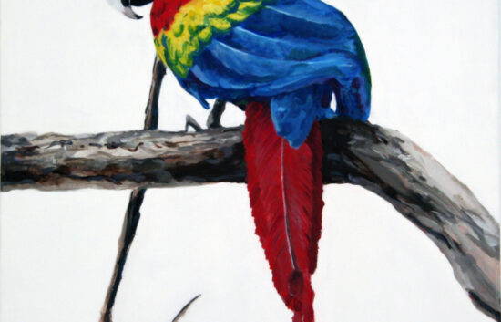 Macaw image